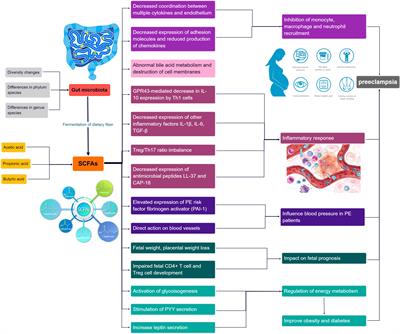 The role of short-chain fatty acids produced by gut microbiota in the regulation of pre-eclampsia onset